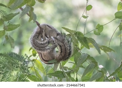 Two squirrels perched on a tree  inter-twined with each other, probably engaged in the circle of life.