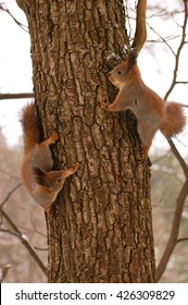 Two Squirrels Sit On A Tree