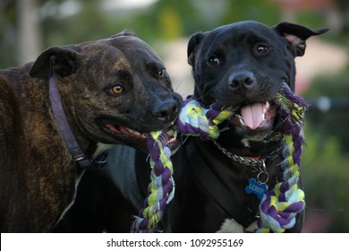 Two Staffy Dogs Playing Tug O War