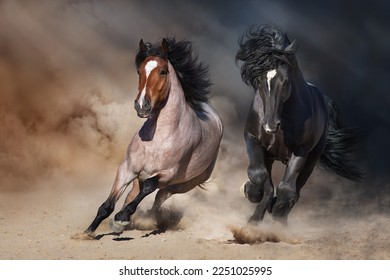 Two Stallion with long mane run fast against dramatic sky in dust