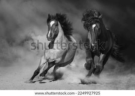Two Stallion with long mane run fast against dramatic sky in dust. Black and white