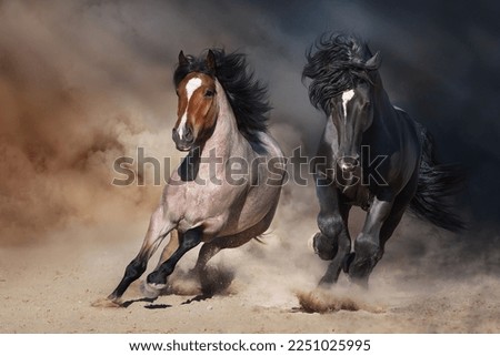 Two Stallion with long mane run fast against dramatic sky in dust