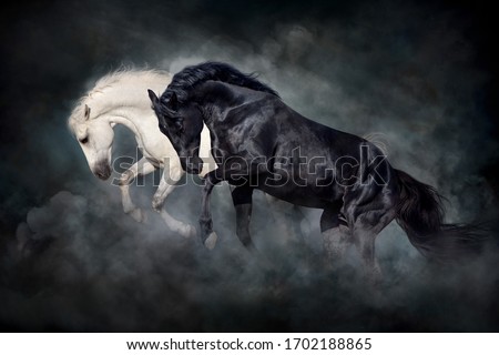 Two stallion run and play fun in desert dark dust