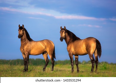 two stallions horses mares Purebred Andalusian horse stand on a blooming meadow with a dramatic cloudy sky at sunset