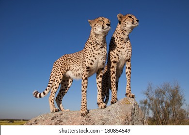 Two Standing Cheetahs