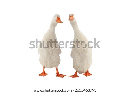 two standing ducks isolated on white background