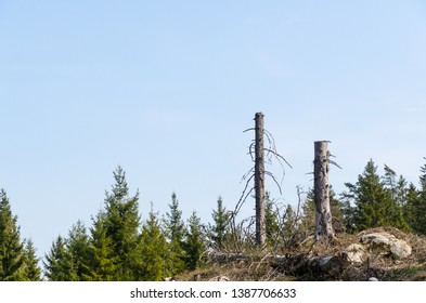 Two standing high tree stumps in a clear cut forest area