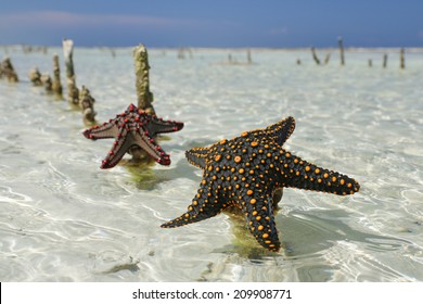 Two Starfish Found On Zanzibar Beach.