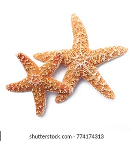 two starfish on white background