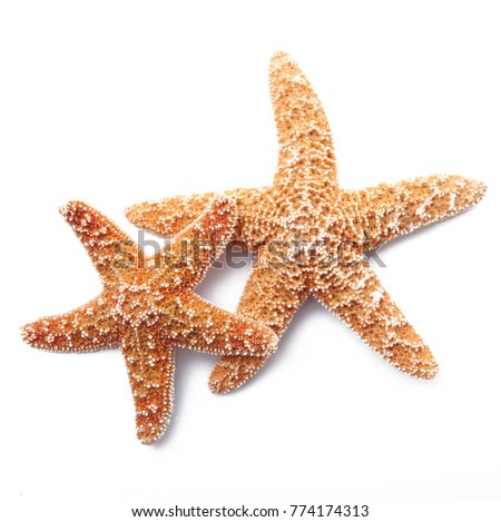 two starfish on white background