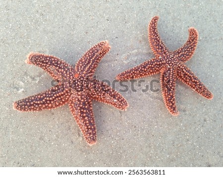 Two starfish resting on sandy Neptune Beach, FL