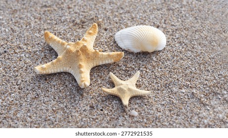 Two starfish and a shell on a beach of coarse white sand. Summer, sea, relaxation.      