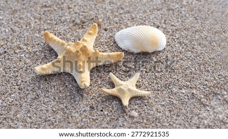 Two starfish and a shell on a beach of coarse white sand. Summer, sea, relaxation.      