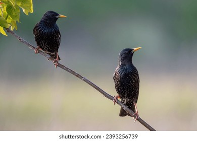 Two Starling Sturnus vulgaris, also known as the European Starling. Close up. - Powered by Shutterstock