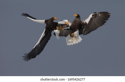 Two Stellar's Sea Eagles Fight Mid-air Over A Fish. Hokkaido, Japan