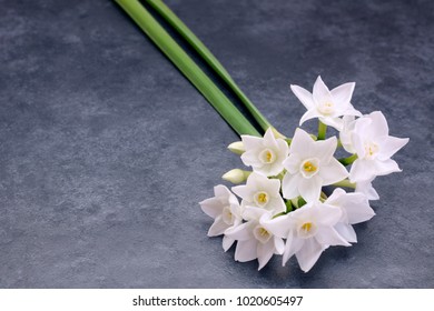 Two stems of small white narcissus flowers laid on a blue-grey background with copy space