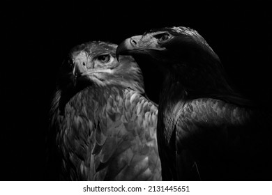 Two Steppe eagles (Aquila nipalensis) isolated on black background. Close-up of majestic birds of prey in black and white. 