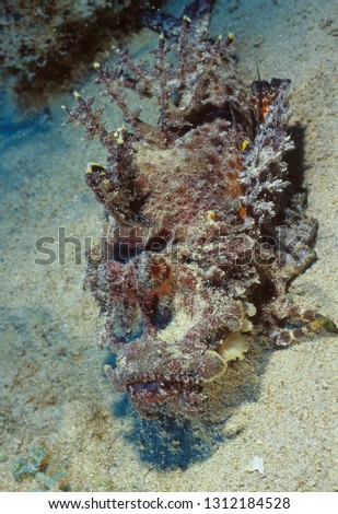 Two Stick Stingfish in Mauritius