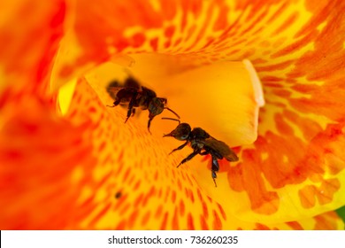 two stingless bee (Trigona spp) guarding the channa flower