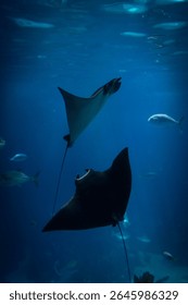 Two stingrays dancing under water