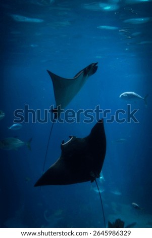 Two stingrays dancing under water