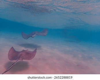 two stingrays in the ocean