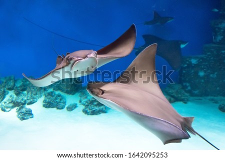 Two stingrays are swimming on the blue sea near the underwater rocks and white sand
