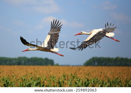Similar – Image, Stock Photo A stork flies over a harvested field