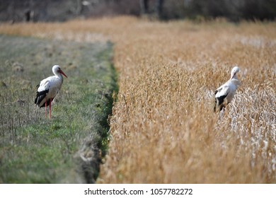 Two storks looking for food in a nature reserve in Münster-Germany. Two storks separated by a natural barrier. - Shutterstock ID 1057782272