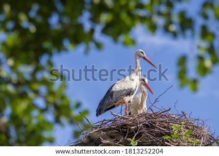two storks in the nest against the background of the blue sky, hatching eggs, Polish birds