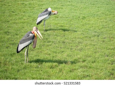 Two storks standing on grass 