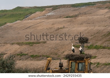two storks in their nest on a tractor next to a landfill