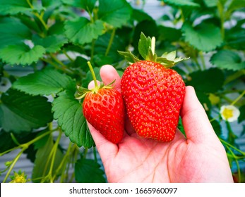 Two strawberries of different sizes in women's hands
