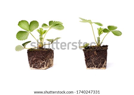 two strawberry sprouts green plant with root cope space isolated on white 