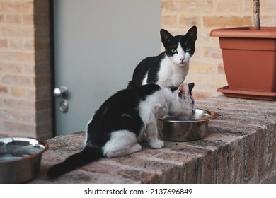 Two Stray Cats Eat On A Low Wall. Abandoned Black And White Cats Eat Food Donated By Someone. Hunger And Poverty. Skinny Animals Eating From A Bowl.