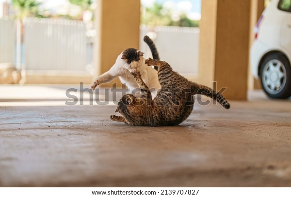 Two stray cats are\
fighting on the street.