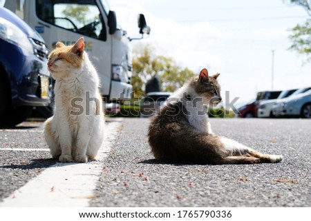 Two stray cats sitting in the parking lot