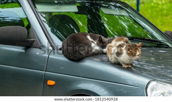 two stray cats\
sleep on the hood of a car