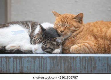 Two stray cats sleeping while snuggled up together