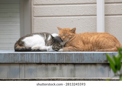 Two stray cats sleeping while snuggled up together