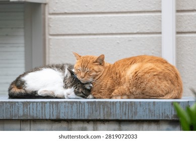 Two stray cats sleeping while snuggled up together