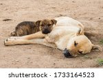 Two stray dogs in Taos New Mexico keeping each other company