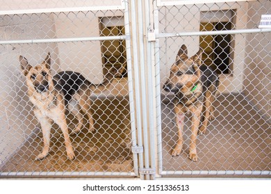 4,120 German Shepherd In Home Images, Stock Photos & Vectors | Shutterstock