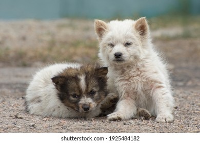 Two Stray Puppies In Outdoor. Abandoned Pets. International Homeless Animals Day.