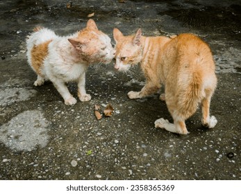 two stray tomcats fighting in the garden