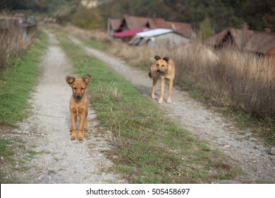 Two Street Dogs In The Romanian Countryside