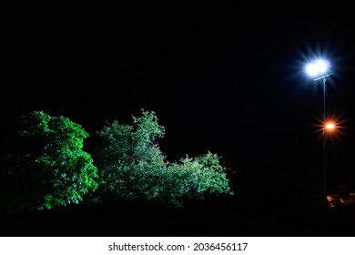 Two streetlamps focusing two trees