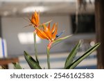 Two striking bird of paradise flowers capture attention with their vivid colors in a sunlit area filled with greenery.