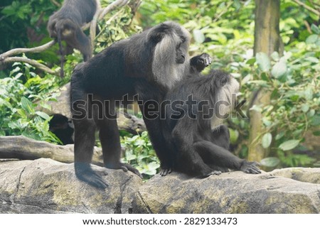 Two striking Lion-tailed Macaques (Macaca silenus) are seen on mossy rocks within a vibrant green jungle setting. One macaque grooms the other, showcasing their unique silver manes and dark fur against the lush foliage, highlighting their natural behavior and habitat.