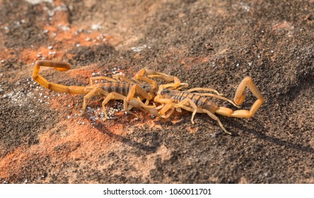 Two Striped Bark Scorpions Engaged In Promenade A Deux, A Mating Dance, With Male Holding The Female By The Pincers